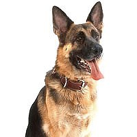 Guard